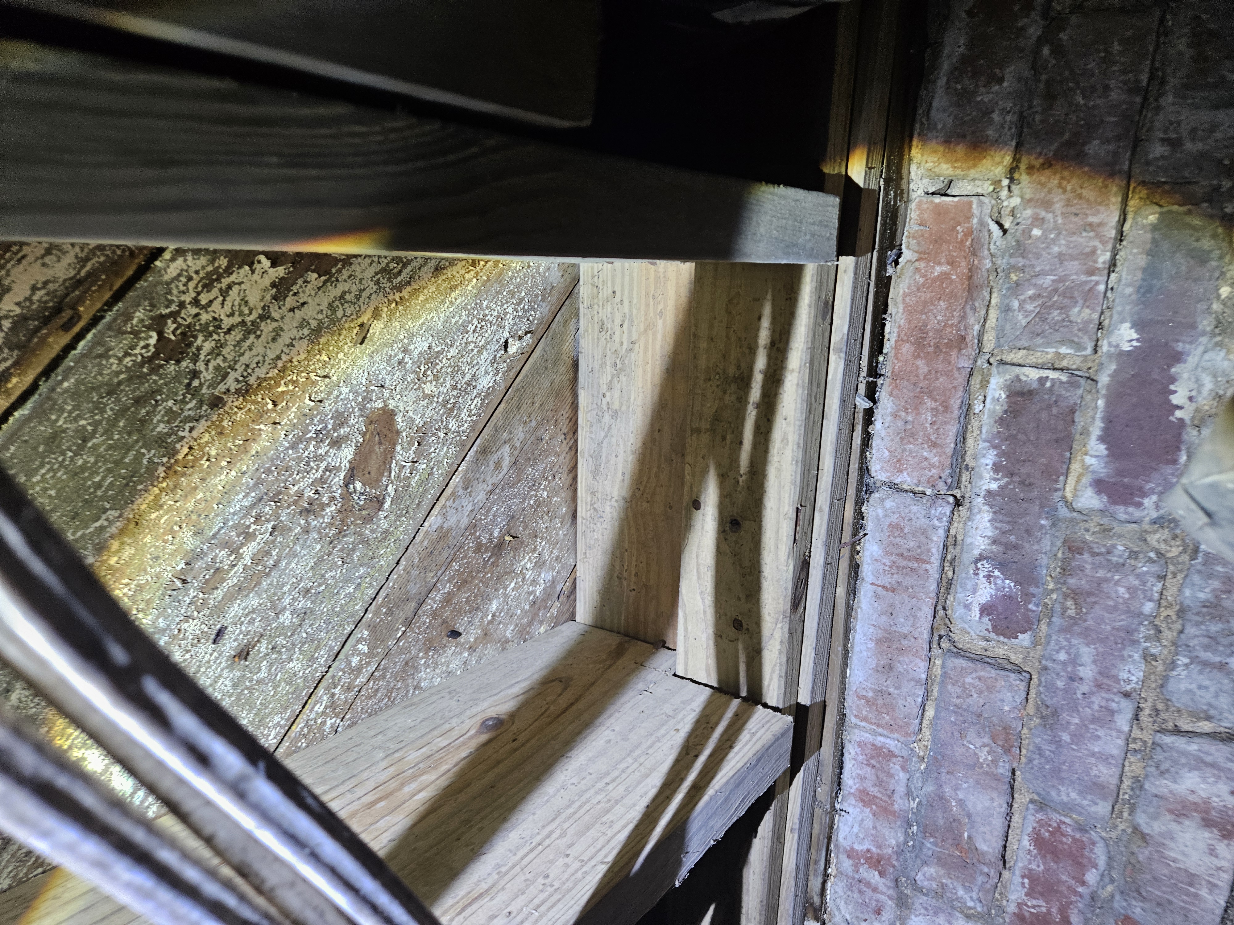 Mold colony found on subfloor during inspection